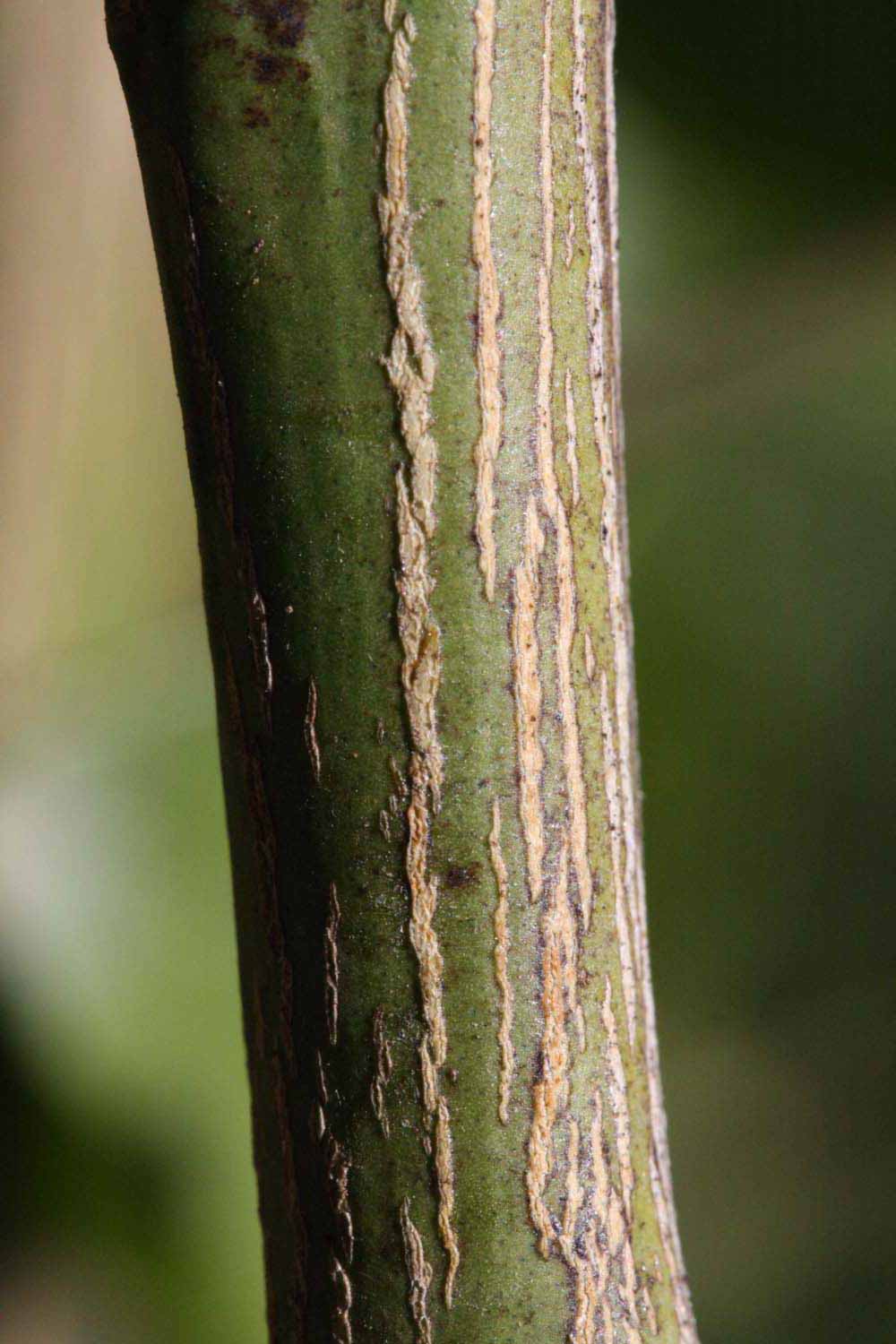              Second - third year twig (Riverside, CA)       